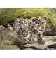 Marionnette à main Bébé léopard de la marque folkmanis dans la nature