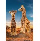 Groupe de Peluches girafes signées Steiff dans la savane