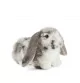 Peluche lapin belier gris signée Living Nature